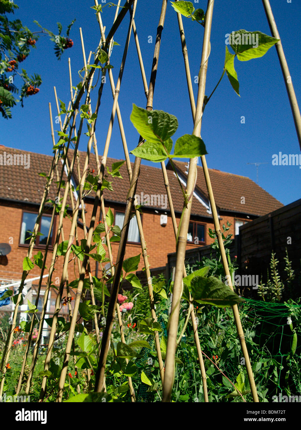 Les haricots grimpent dans la structure du t-shirt Banque D'Images