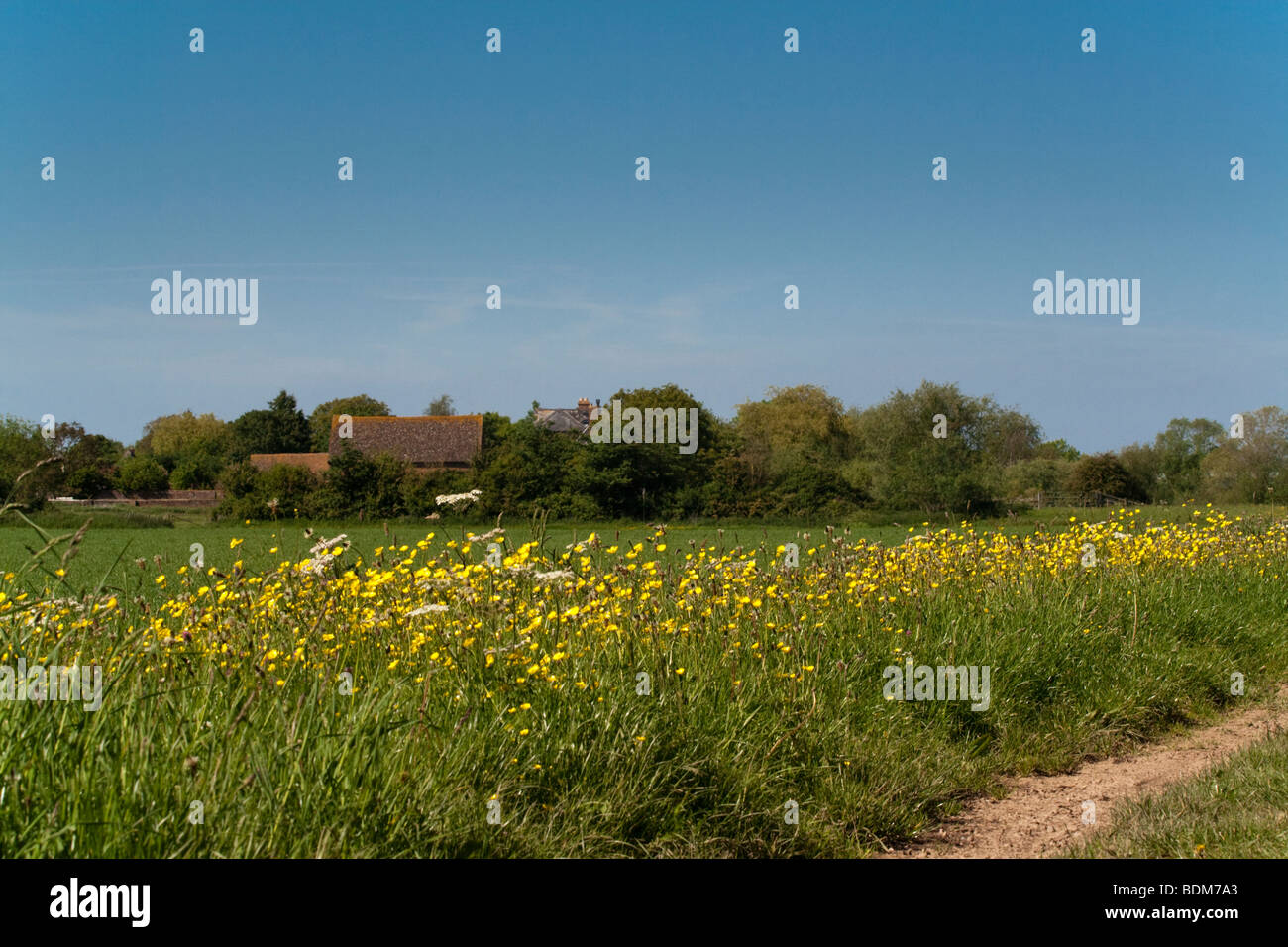 Renoncules jaunes poussant dans un champ à côté de la voie. Gloucestershire England UK Banque D'Images