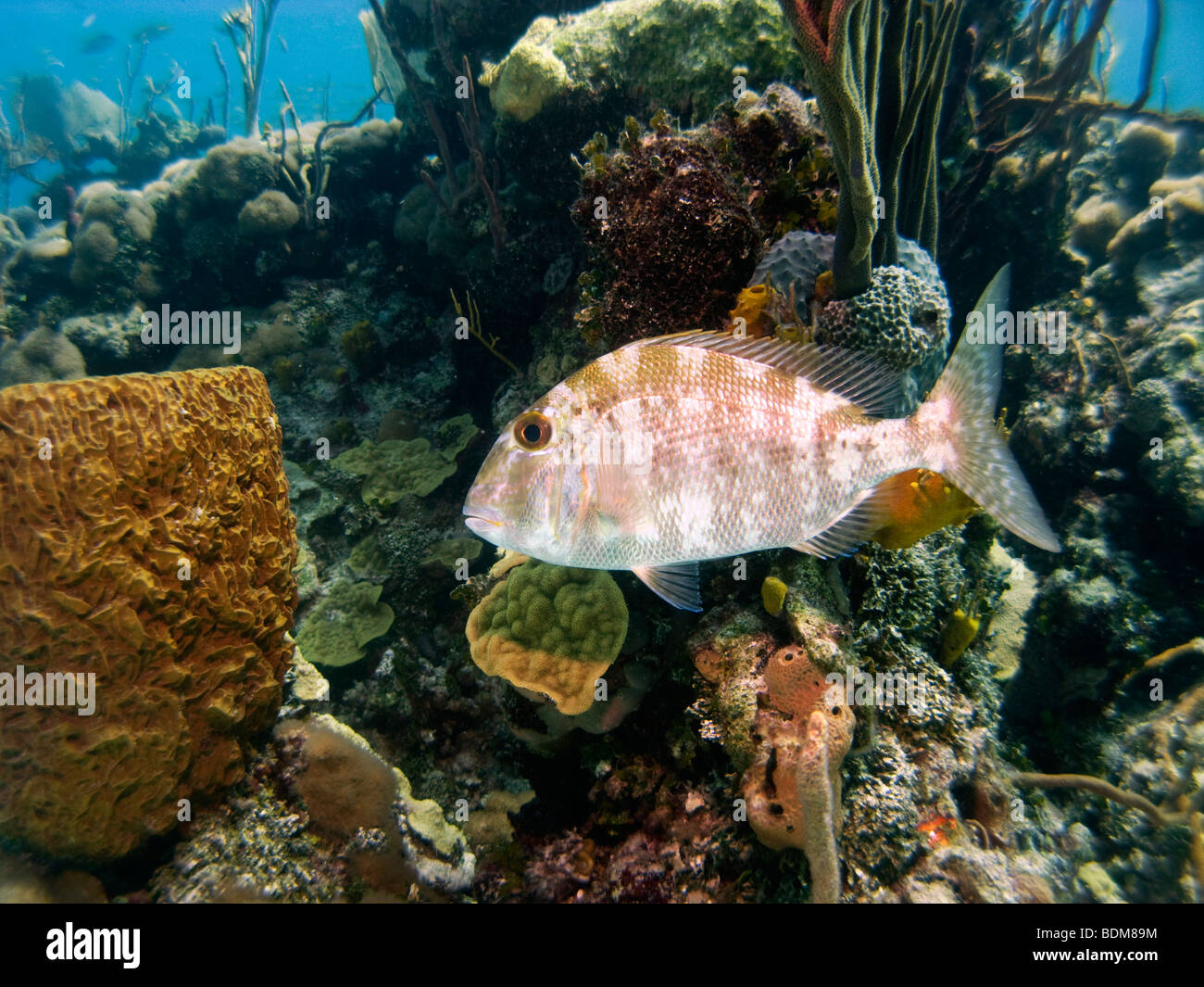 poisson national des Bahamas