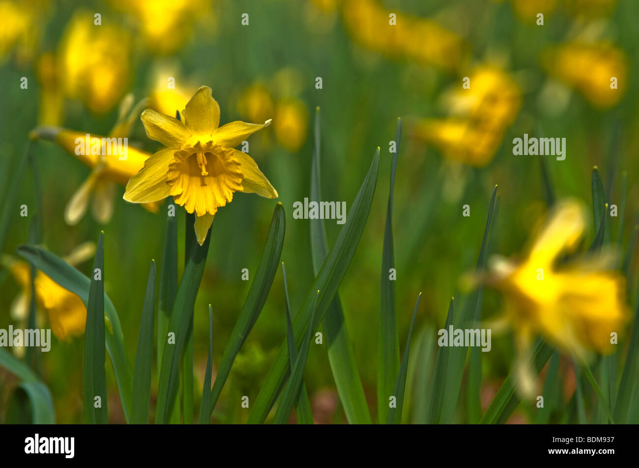 Les jonquilles sauvages dans le Devon, Angleterre Banque D'Images