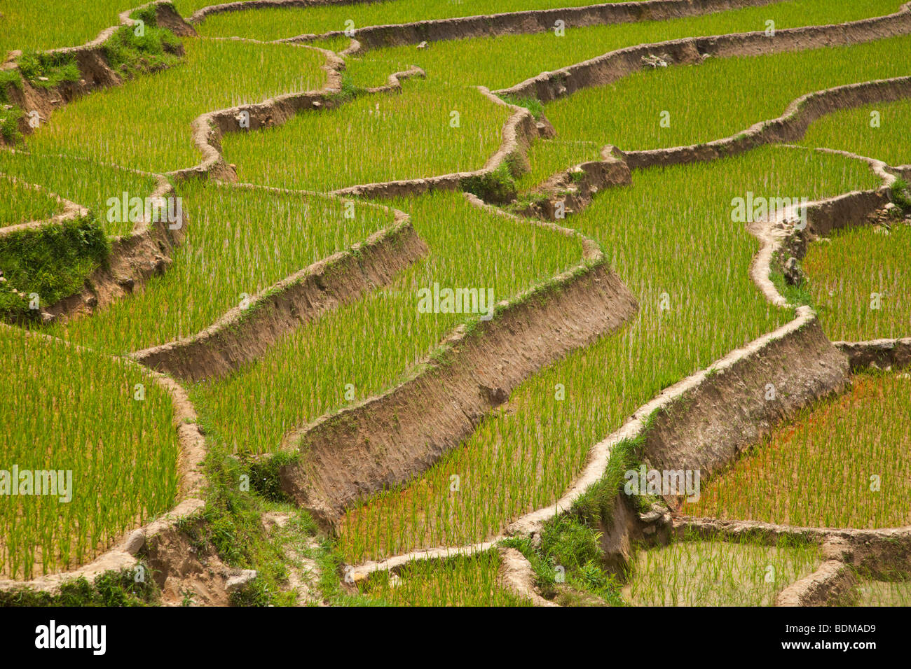 Terrasse terrasses de riz vietnam nord Banque de photographies et d ...