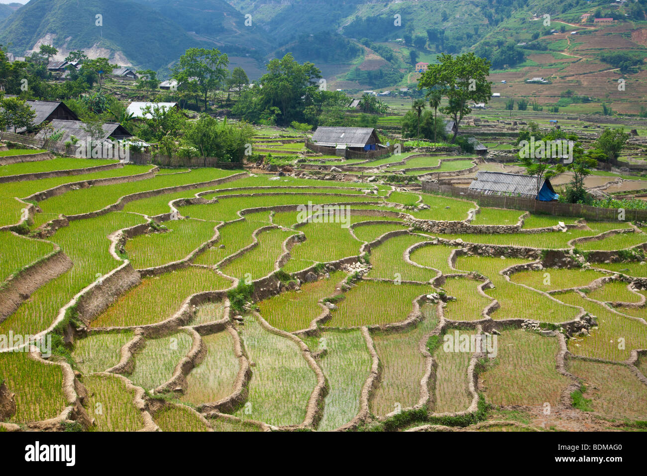Les rizières en terrasses de Sapa, Vietnam du Nord Banque D'Images