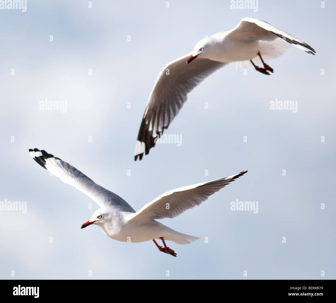 Un Couple De Mouettes En Vol Photo Stock Alamy Un Couple De Mouettes En Vol Photo Stock Alamy