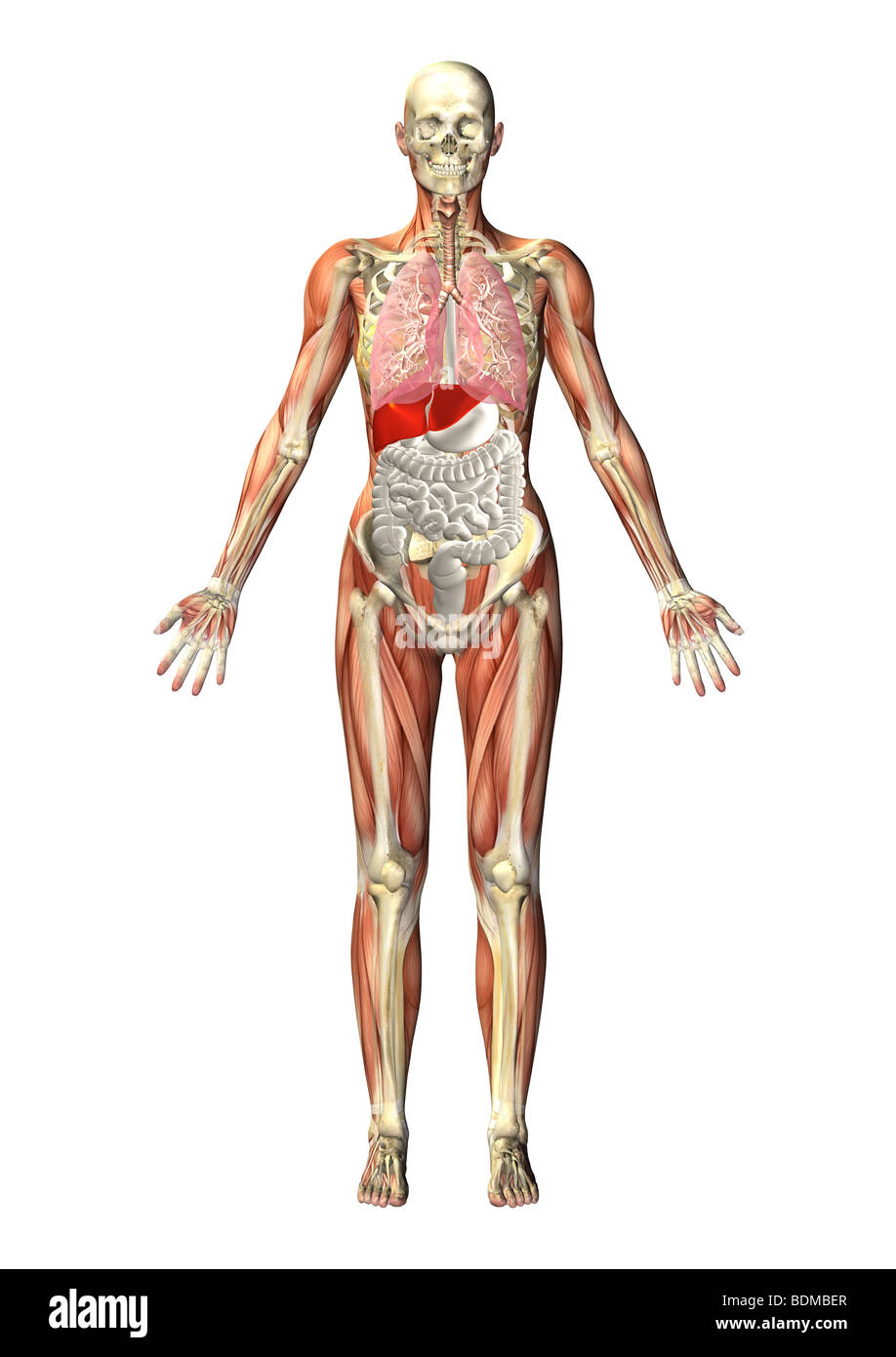 Illustration de l'anatomie humaine Banque D'Images