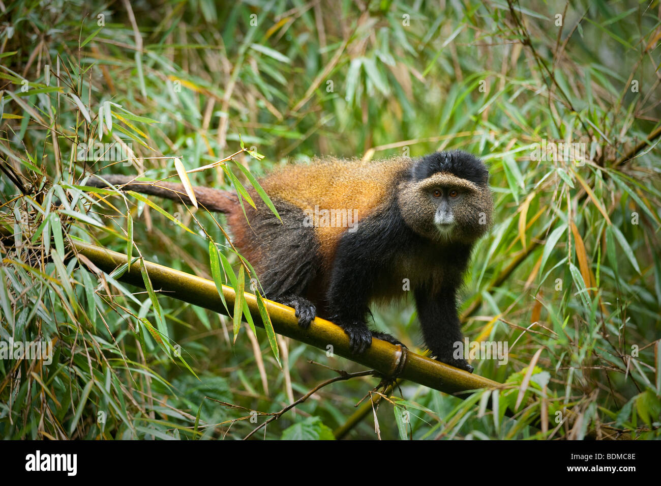 Golden Monkey, Cercopithecus kandti, le parc national des volcans, Rwanda Banque D'Images