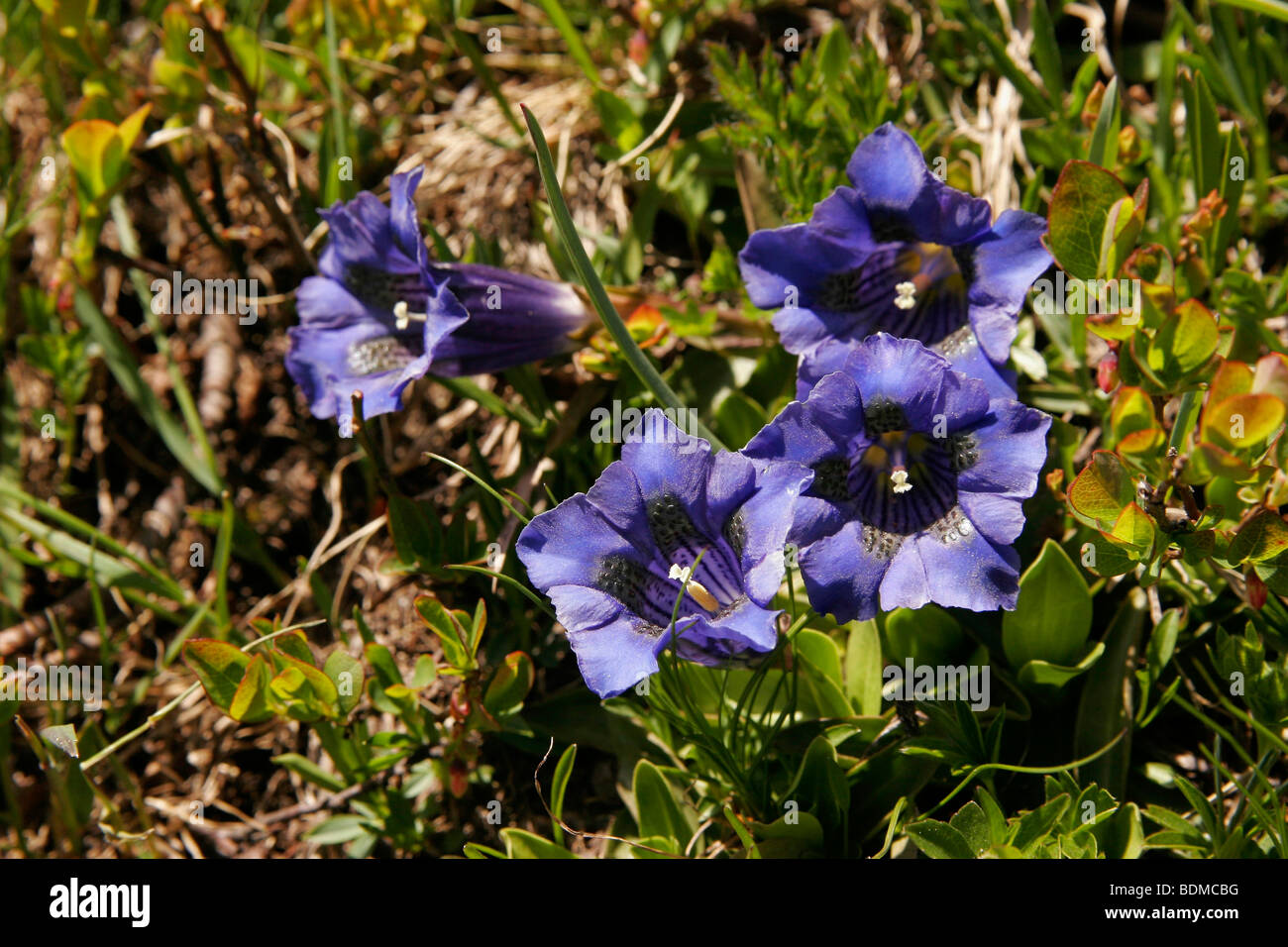 Gentiane acaule (Gentiana acaulis), dans le Massif du Mont Blanc, près de Chamonix-Mont-Blanc, France, Europe Banque D'Images