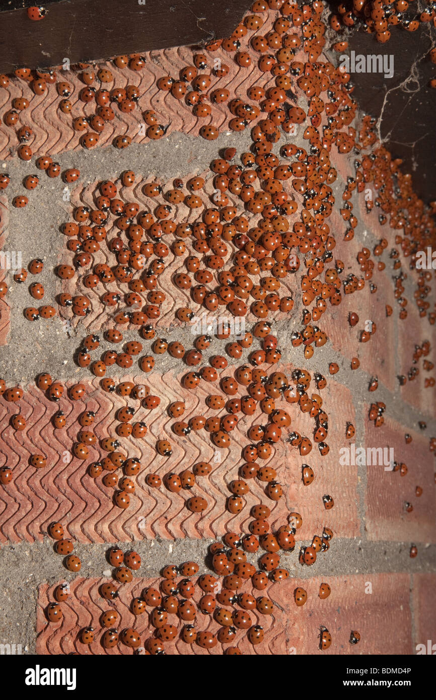 La fin de l'été d'une grande migration de Sept-spot coccinelles Coccinella -punctata massing sur mur Banque D'Images