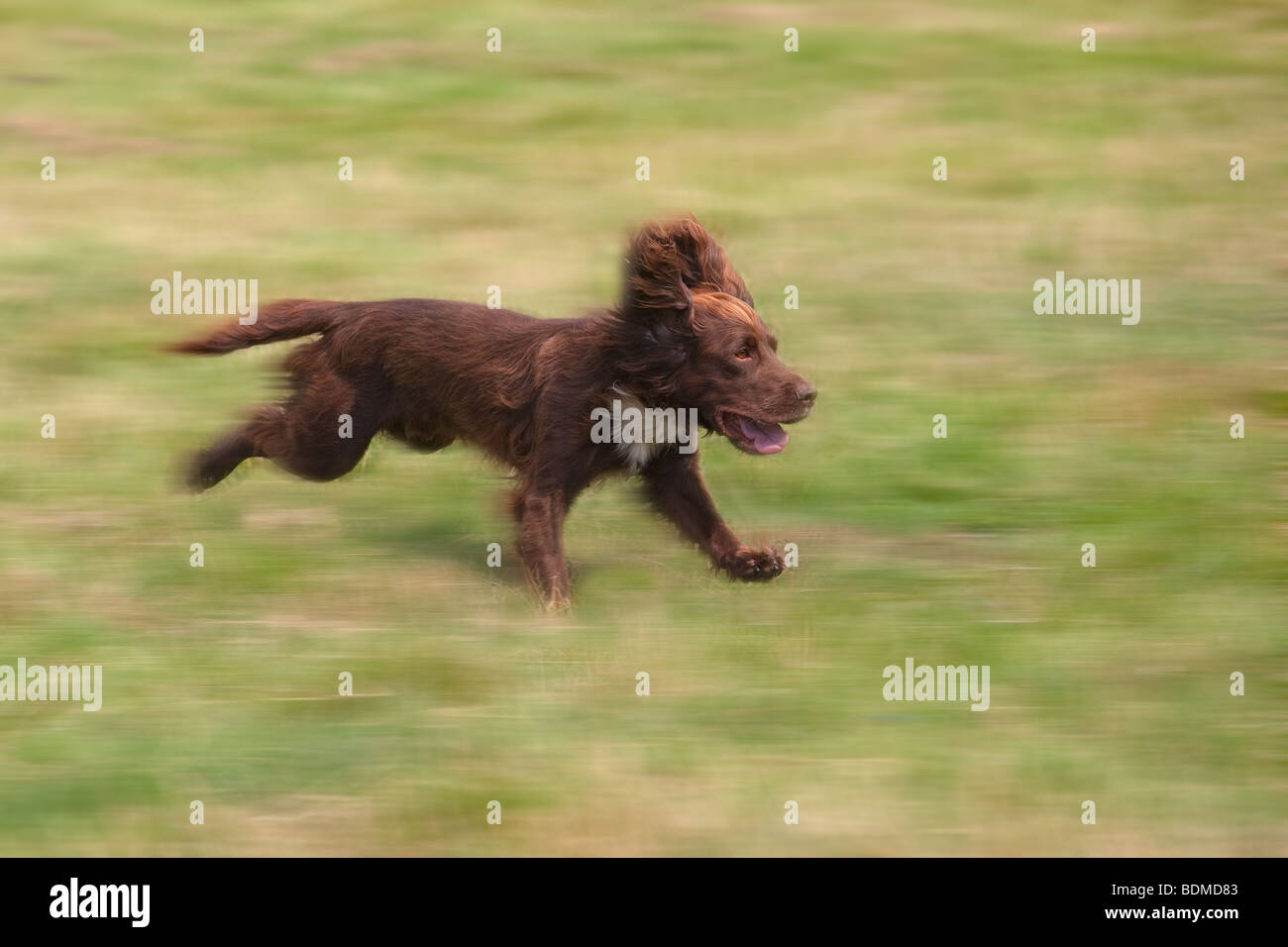 English Springer Spaniel running on grass field Banque D'Images