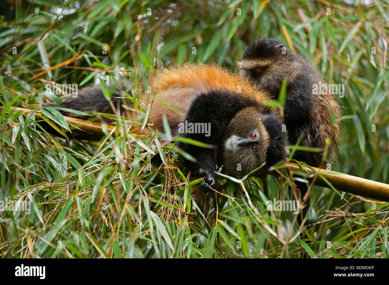 Golden Monkey, Cercopithecus kandti, le parc national des volcans, Rwanda Banque D'Images