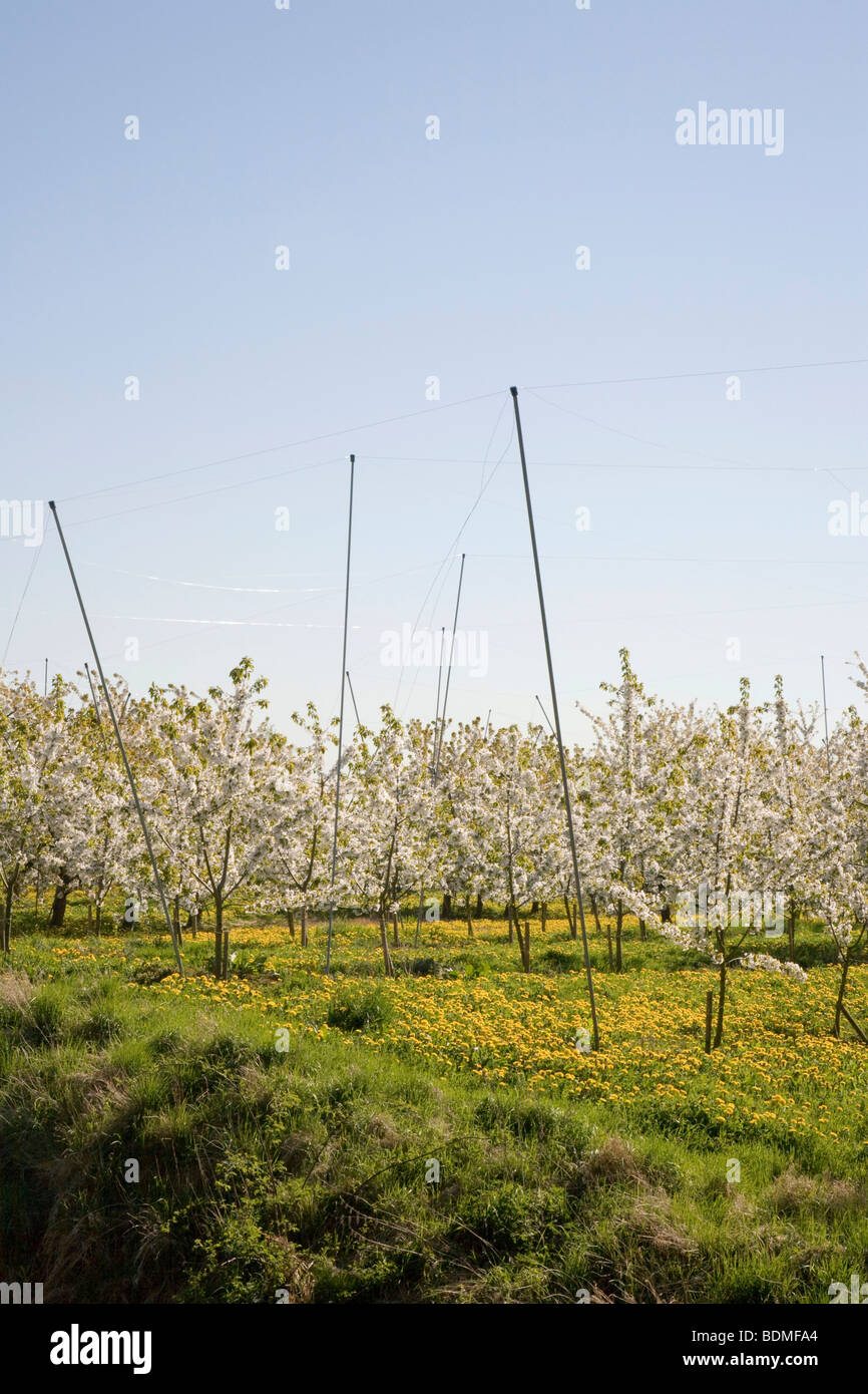 Prairie avec blossoming cherry trees, région de l'Altes Land, cours inférieur de l'Elbe, Basse-Saxe, Allemagne du Nord, l'Allemagne, de l'Europe Banque D'Images