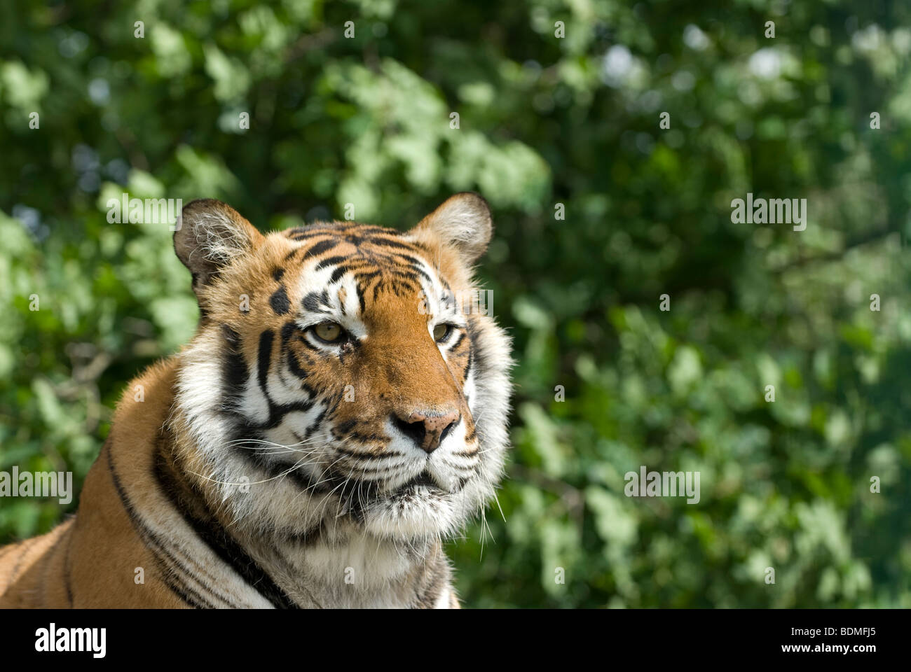 Un tigre du Bengale Banque D'Images
