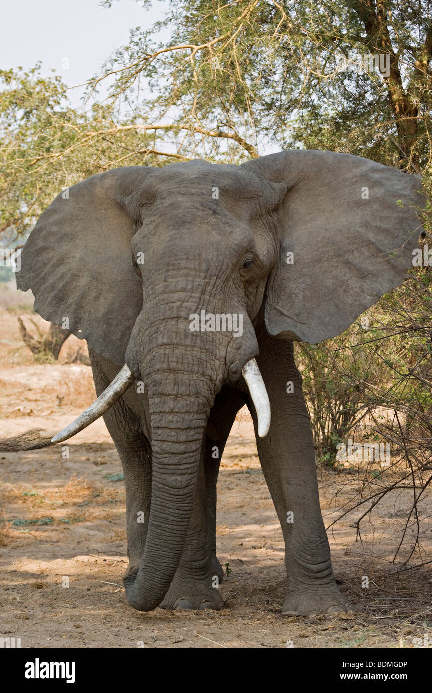 Bush africain Elephant (Loxodonta africana), bull elephant, South Luangwa National Park, Zambie, Afrique Banque D'Images