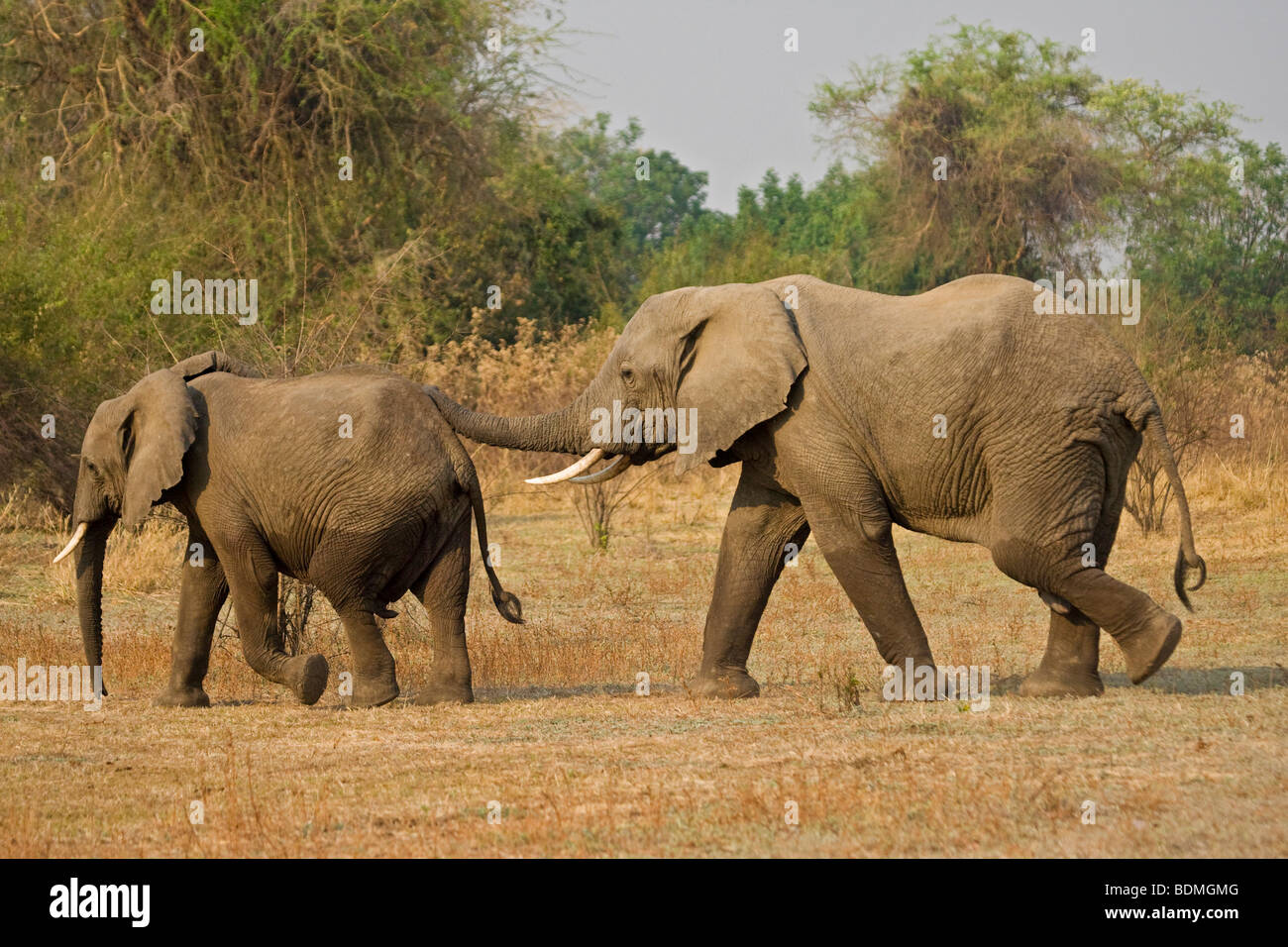 Bush de l'Afrique de l'éléphant (Loxodonta africana), le parc national de South Luangwa, en Zambie, l'Afrique Banque D'Images