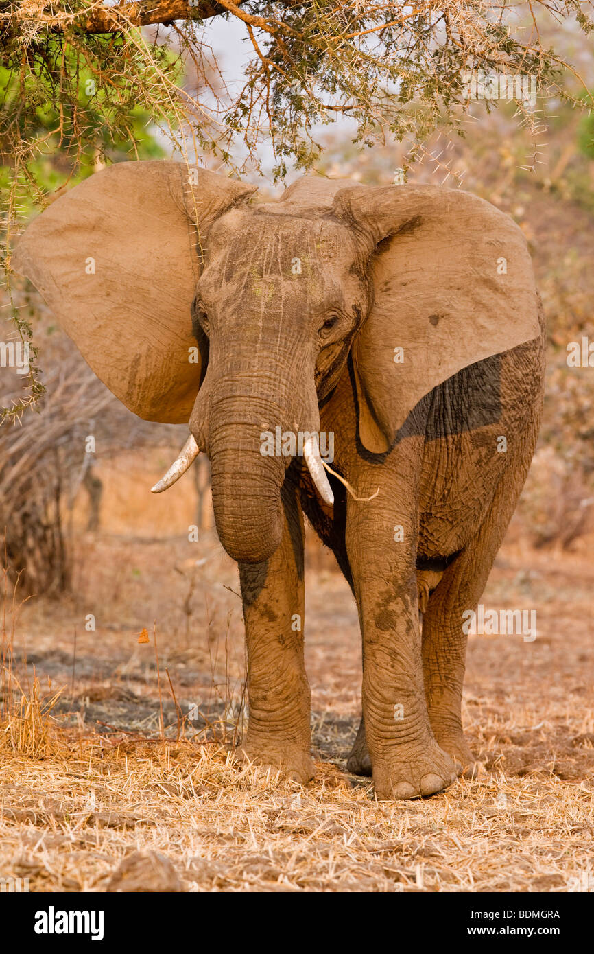 Bush africain Elephant (Loxodonta africana), le parc national de South Luangwa, en Zambie, l'Afrique Banque D'Images