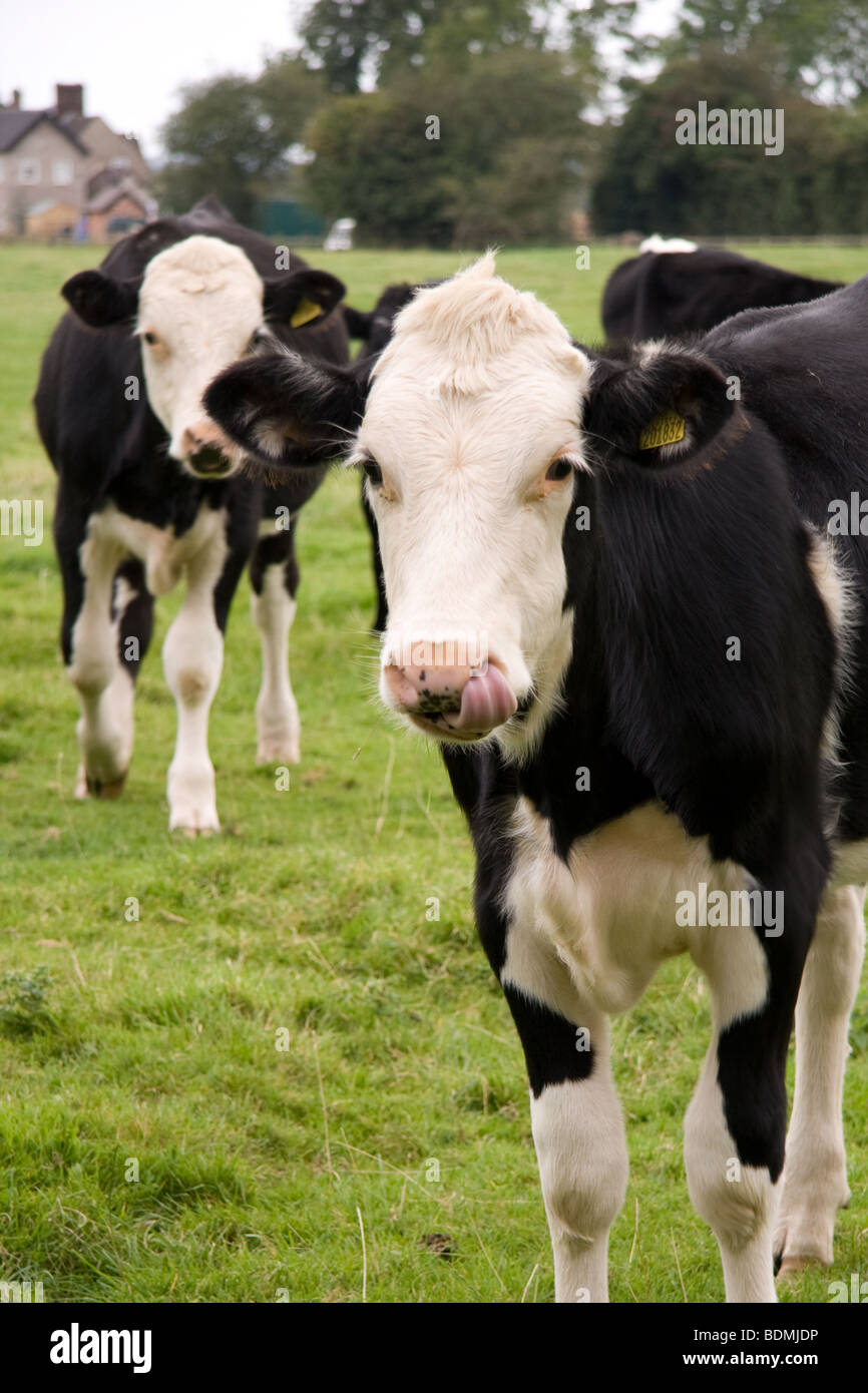 Les bovins dans le Shropshire, Angleterre Banque D'Images