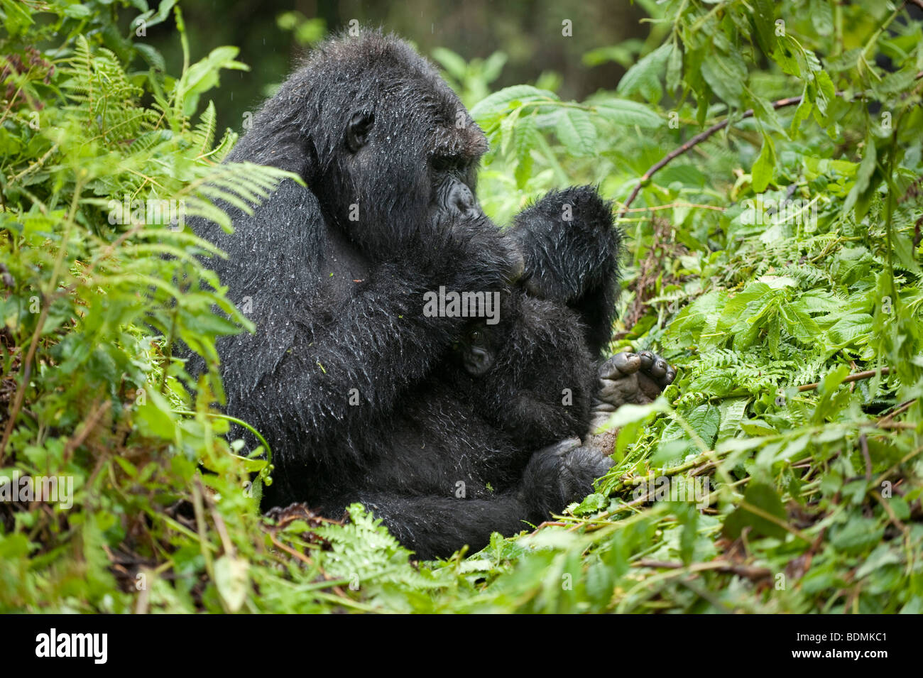 Mountain gorilla gorilla gorilla, berengi, le parc national des volcans, Rwanda Banque D'Images