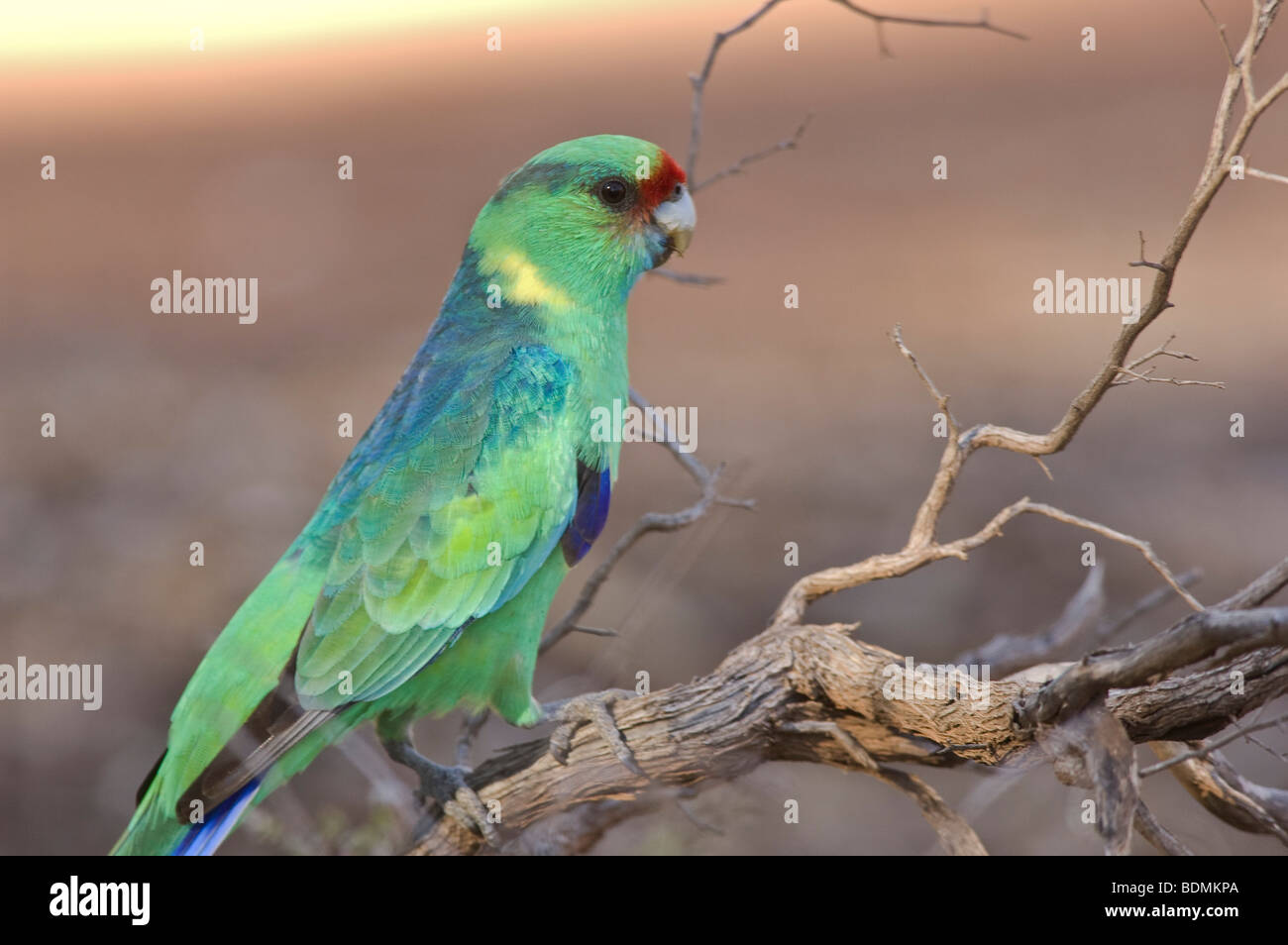 Ring-necked Parrot, Platycercus zonarius, New South Wales, Australie Banque D'Images