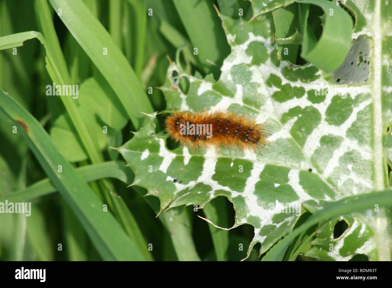 Close up d'une chenille de ramper sur une feuille Banque D'Images