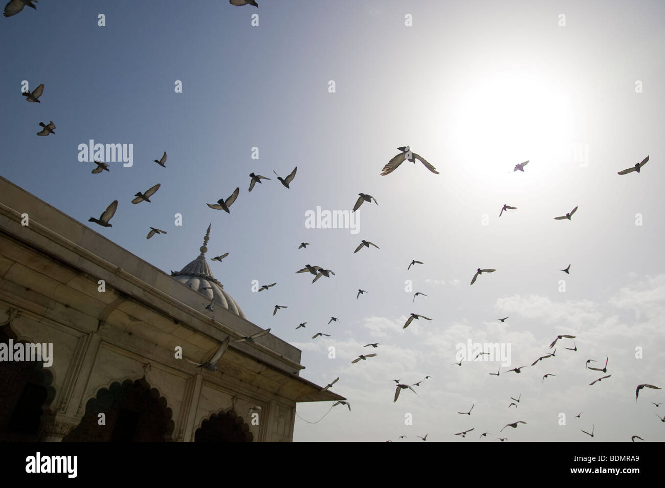 Un groupe d'oiseaux s'envole sur le Fort Rouge à New Delhi, en Inde. Banque D'Images Un groupe d'oiseaux s'envole sur le Fort Rouge à New Delhi, en Inde. Banque D'Images