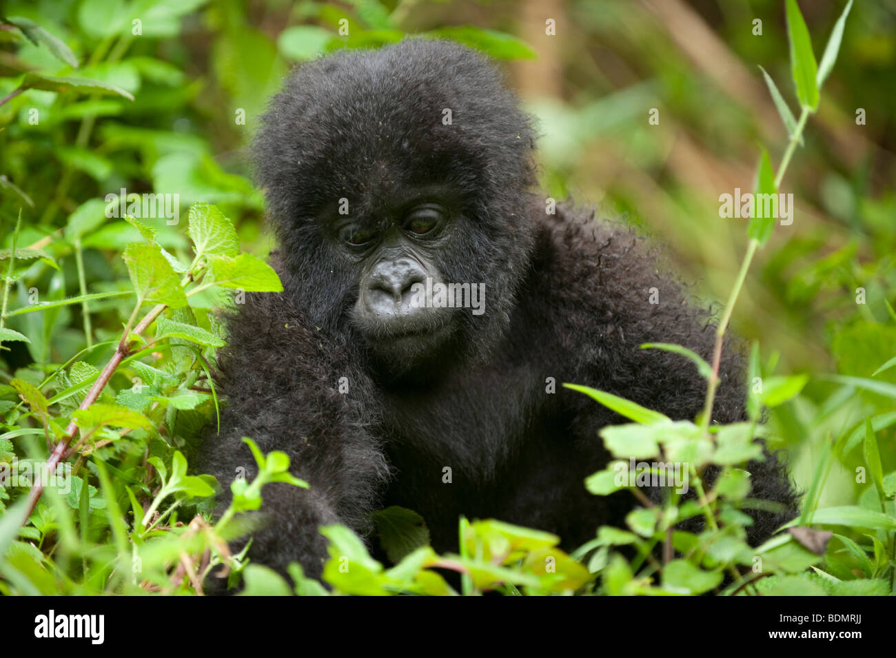 Mountain gorilla gorilla gorilla, berengi, le parc national des volcans, Rwanda Banque D'Images