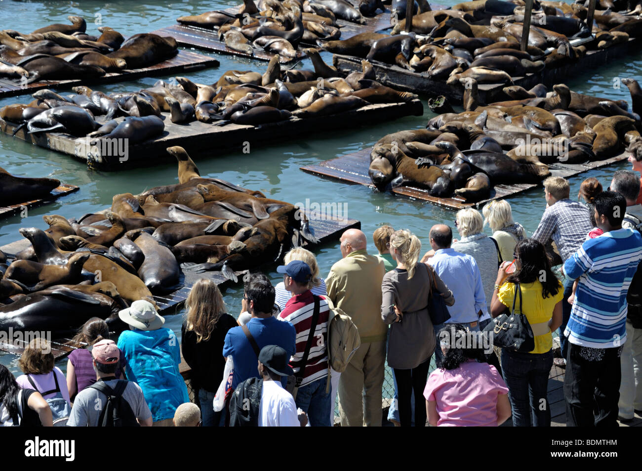 Les touristes observent les phoques à l'embarcadère 39, Fisherman's Wharf, San Francisco Banque D'Images