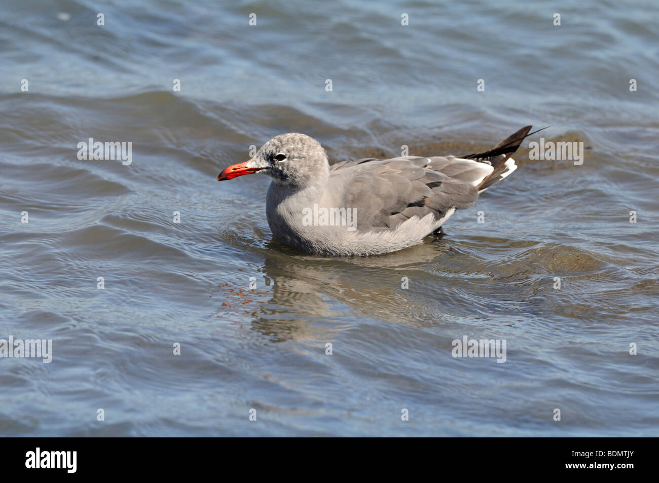 Une mouette de Heermann (Larus heermanni) flotte calmement dans les eaux côtières peu profondes, montrant son plumage gris pâle, son bec rouge et ses bouts d’ailes sombres dans un sunlig doux Banque D'Images