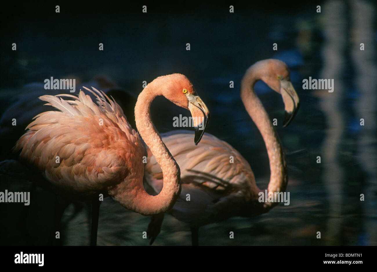 Caraïbes Flamingo Phoenicopterus ruber Banque D'Images