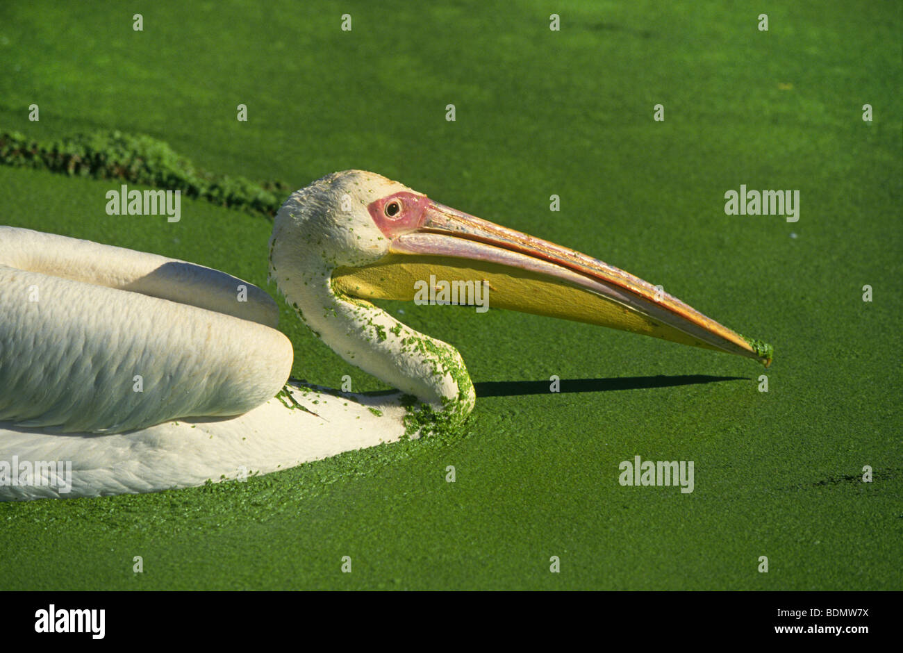 Pélican blanc Pélican à bec ou rugueux (Pelecanus erythrorhynchos) se nourrissant d'un étang d'algues et les lentilles d'eau Banque D'Images