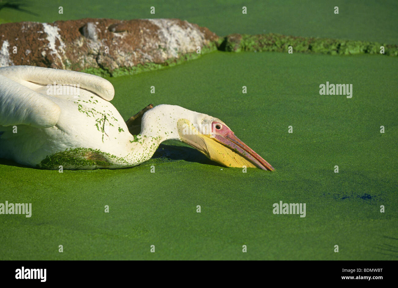 Pélican blanc Pélican à bec ou rugueux (Pelecanus erythrorhynchos) se nourrissant d'un étang d'algues et les lentilles d'eau Banque D'Images