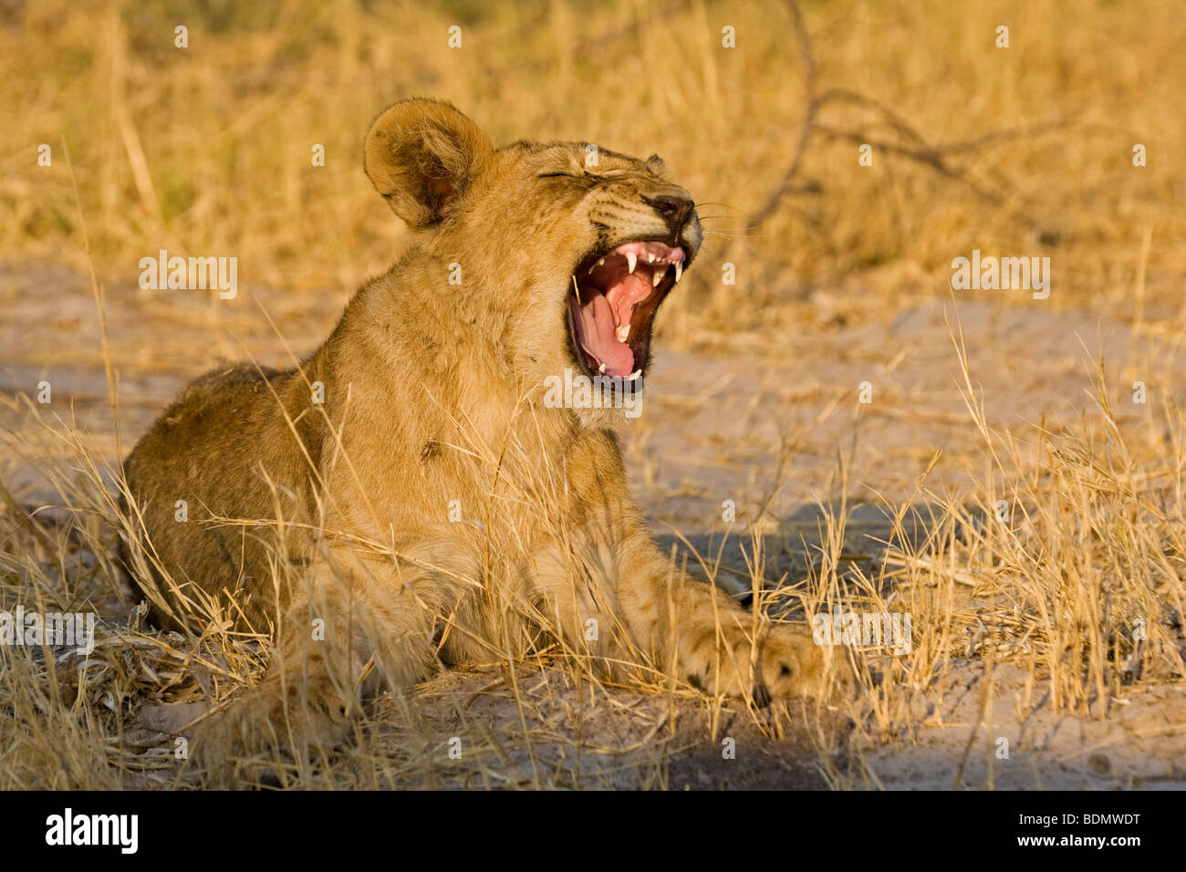 Jeune lion (Panthera leo), Savuti, Chobe National Park, Botswana, Africa Banque D'Images
