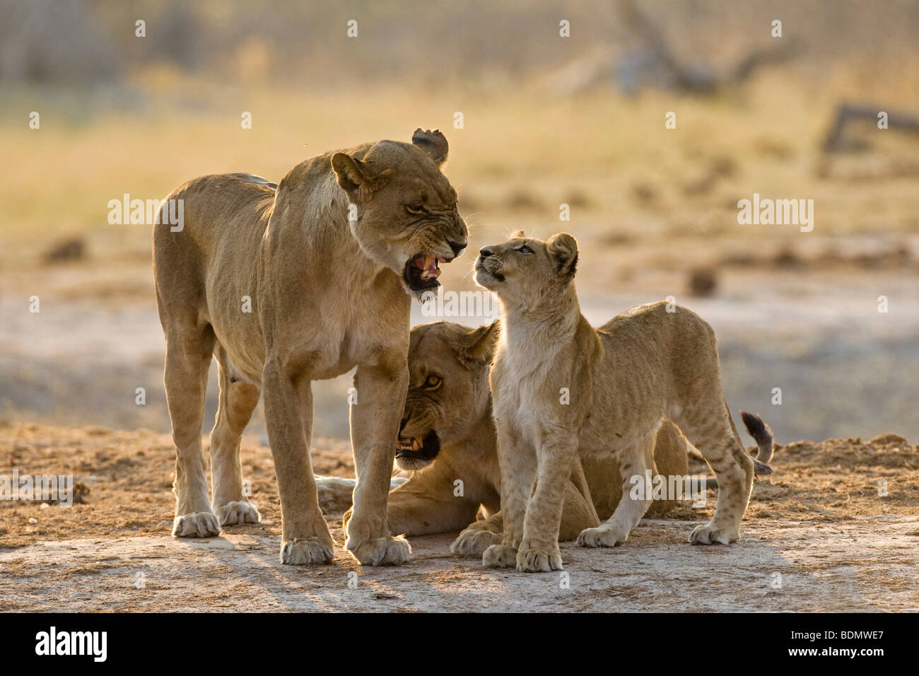 Mère avec cub, Lioness (Panthera leo), Savuti, Chobe National Park, Botswana, Africa Banque D'Images