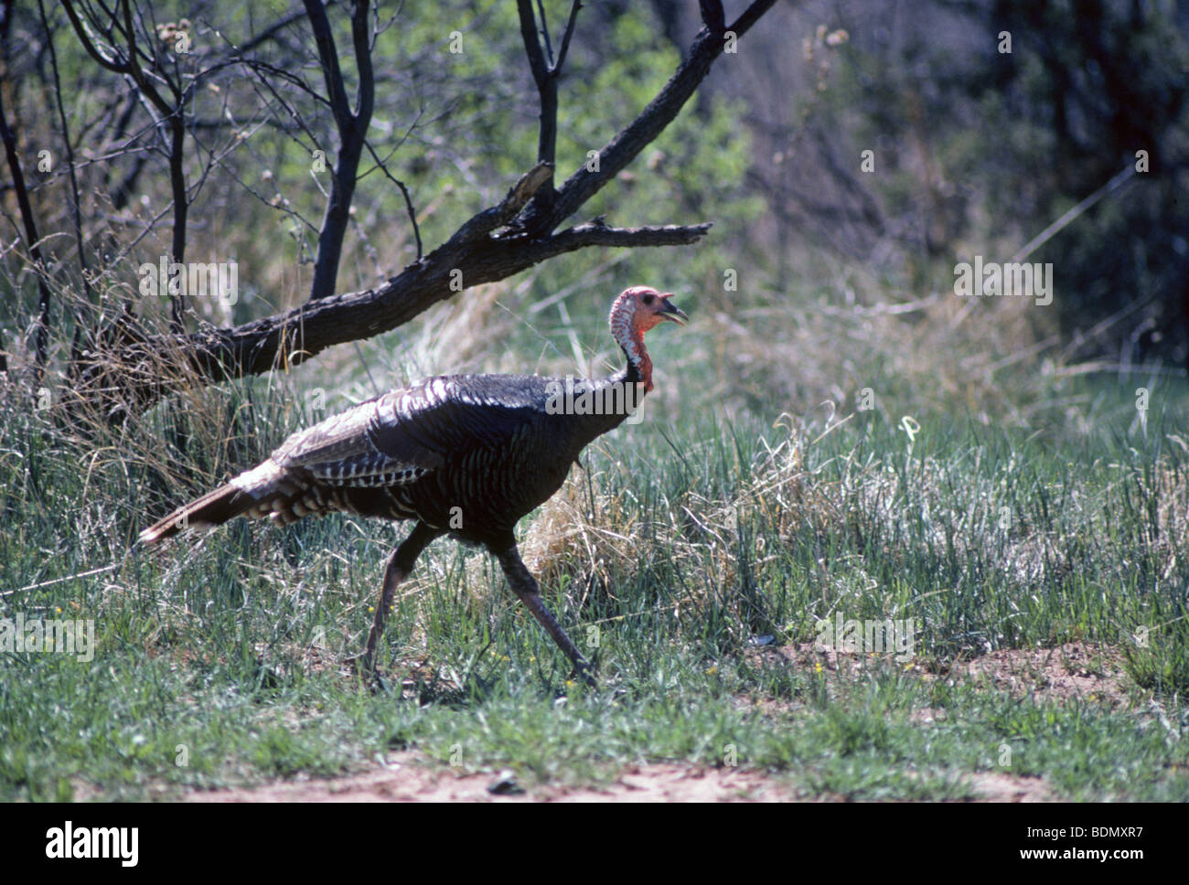 Un jeune homme sauvage ou tom american turquie, également appelé jake la Turquie, Meleagris gallopavo, dans un paysage au Texas Banque D'Images