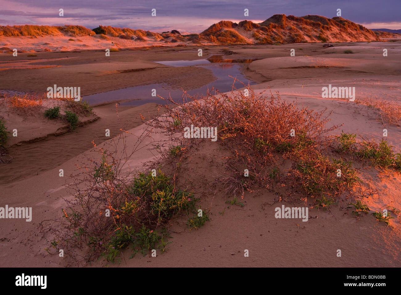 Feux de soleil baigne l'Oceano Dunes à Pismo State Beach, Californie, USA. Banque D'Images