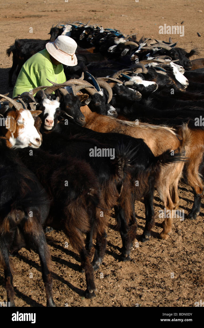Femme chèvres laitières, Mongolie Banque D'Images