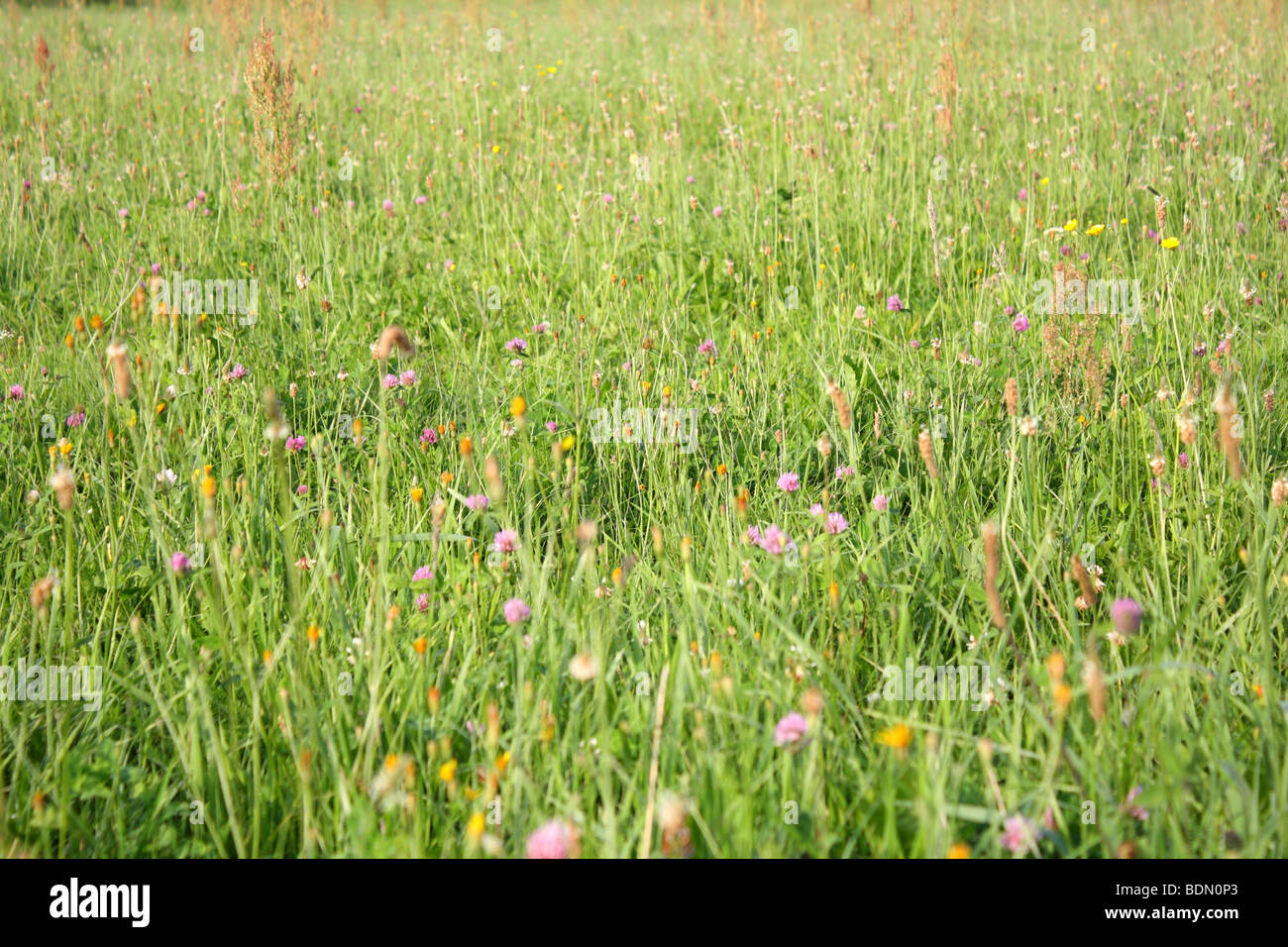 Prairie en été, UK 2009 Banque D'Images