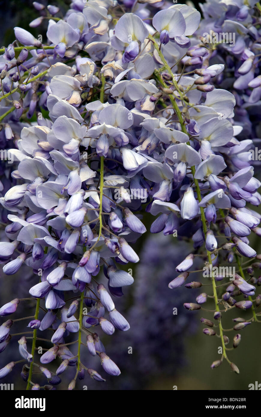 Les fleurs de glycine mauve, UK Banque D'Images