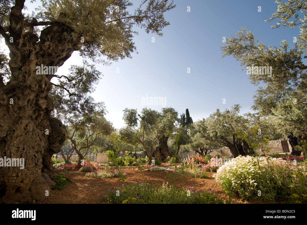 Vieux oliviers dans le jardin de Gethsémané, emplacement traditionnel de lieu de prière de Jésus la nuit avant sa crucifixion. Banque D'Images