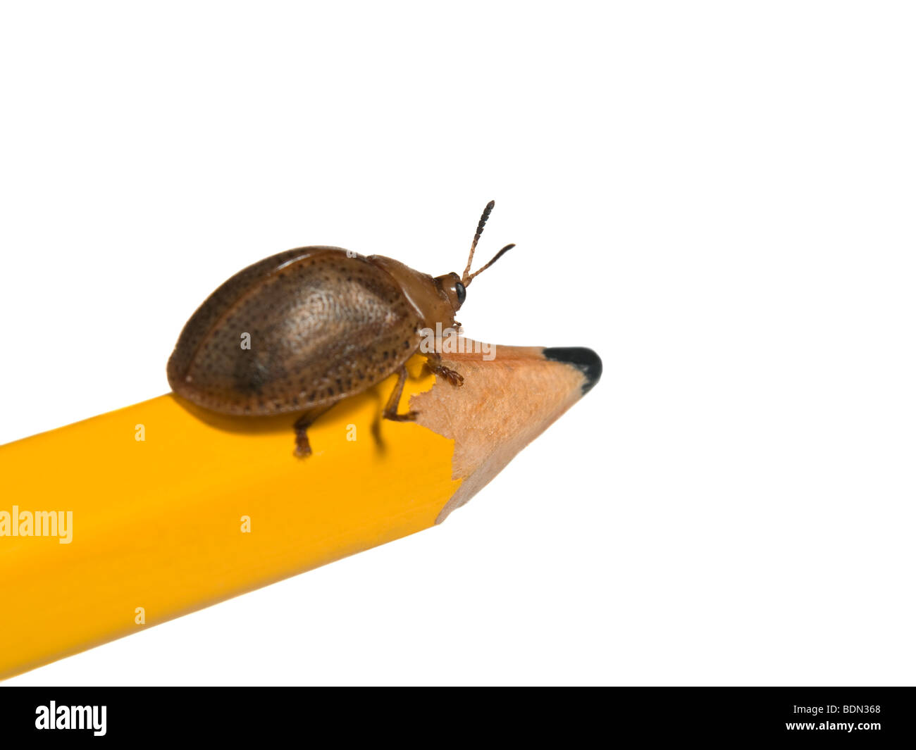 Bug marche sur une plante verte sur fond blanc. Banque D'Images