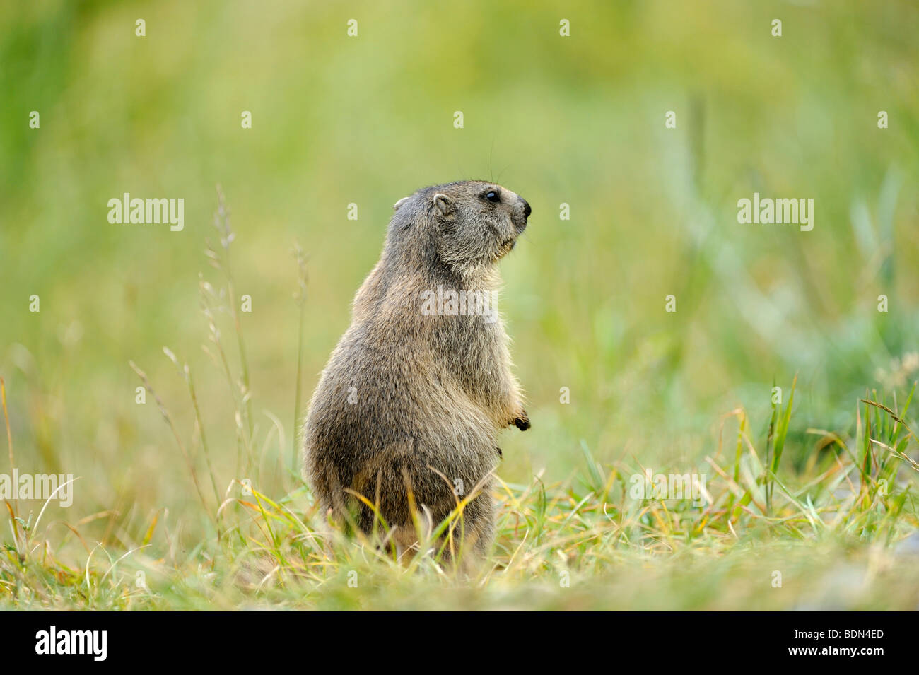 Marmotte des Alpes (Marmota marmota) Banque D'Images