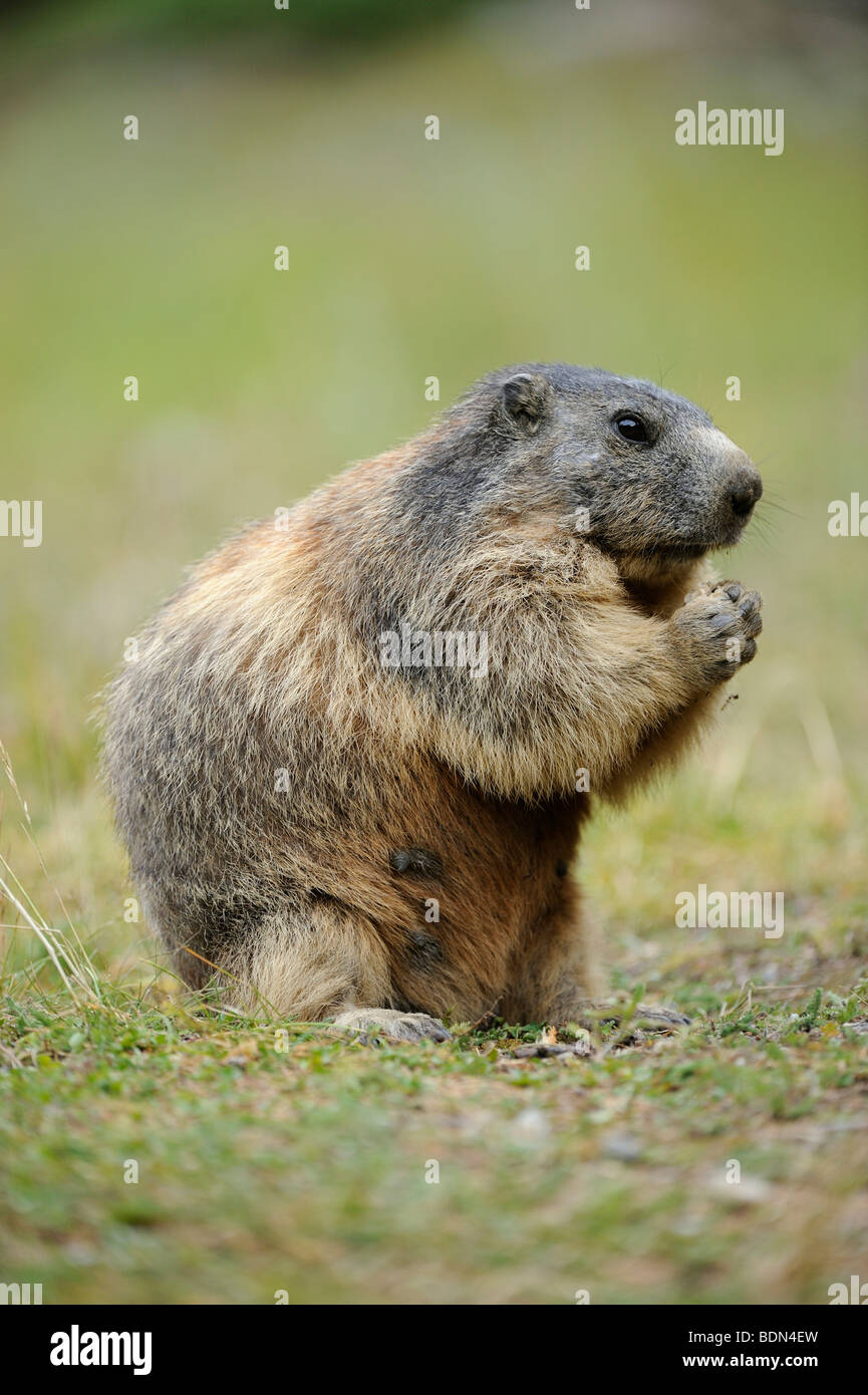 Marmotte des Alpes (Marmota marmota) manger Banque D'Images
