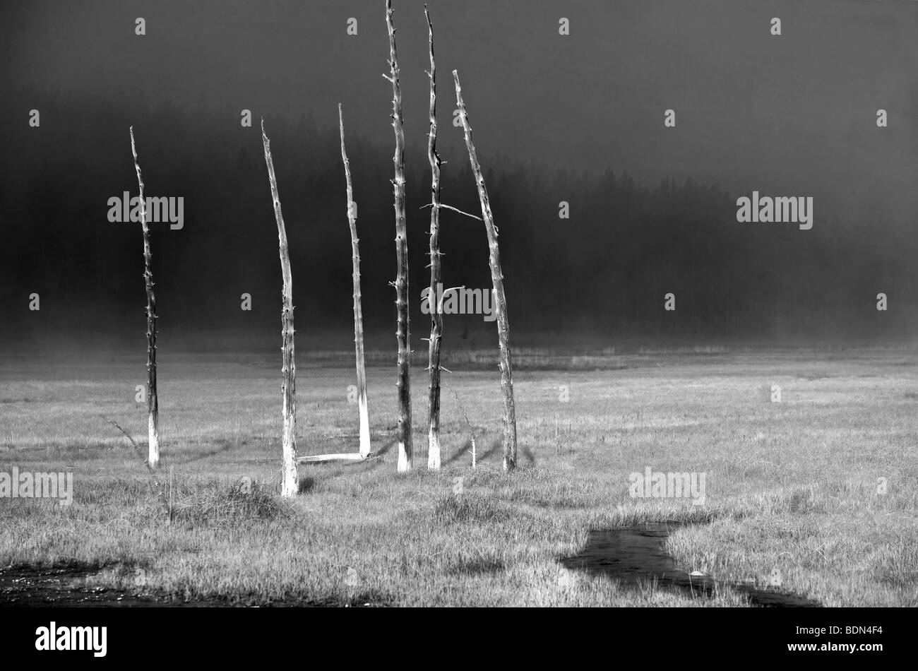 Prairie avec des herbes d'automne et les arbres morts et de flux. Le Parc National de Yellowstone, Wyoming Banque D'Images