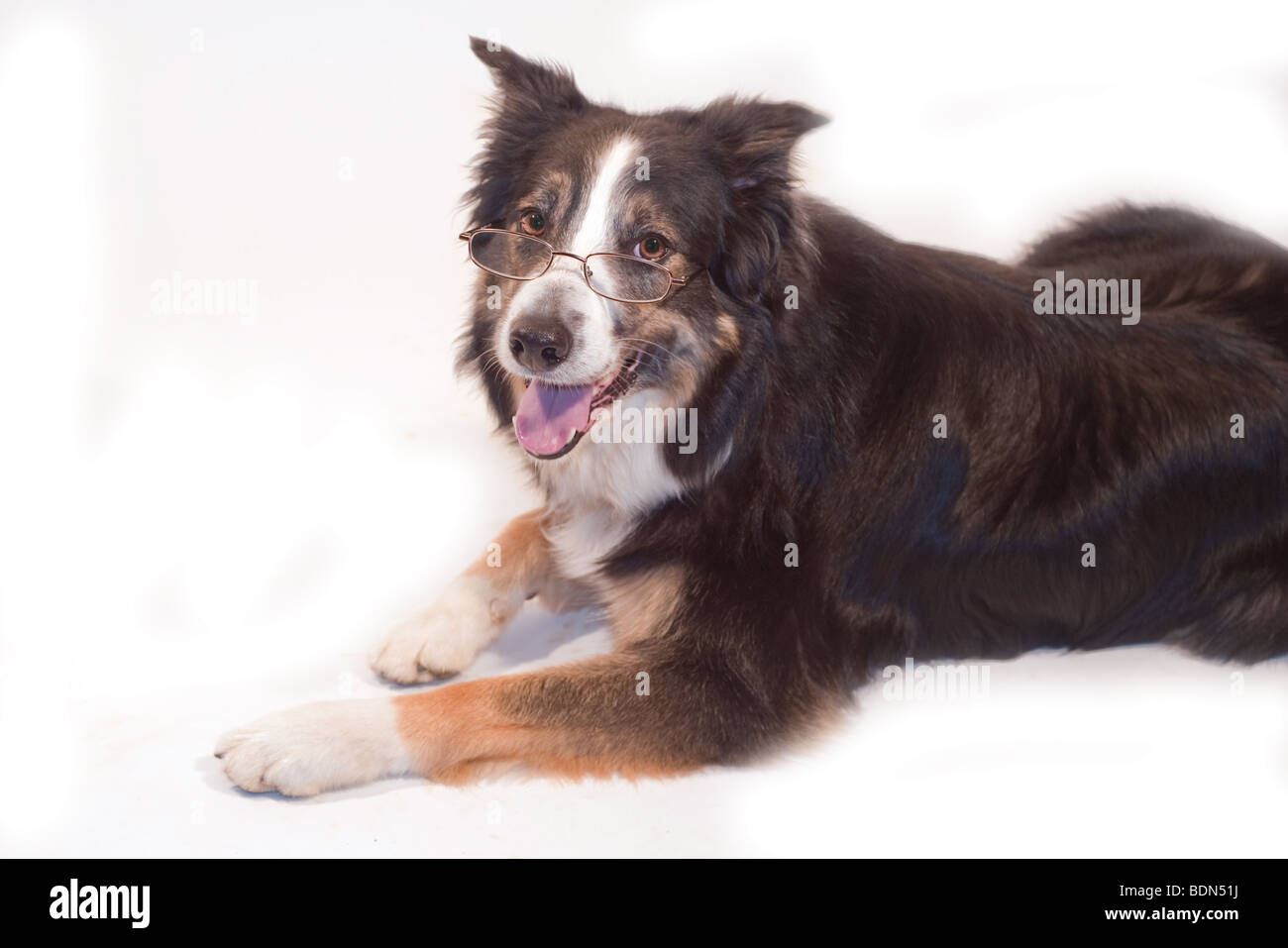 Border Collie tricolore isolé sur blanc avec des lunettes de lecture en montrant comment il est intelligent Banque D'Images