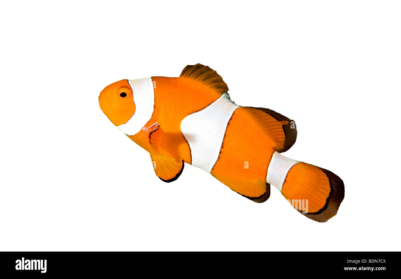 Amphiprion percula clown, poisson clown, isolé sur fond blanc Banque D'Images