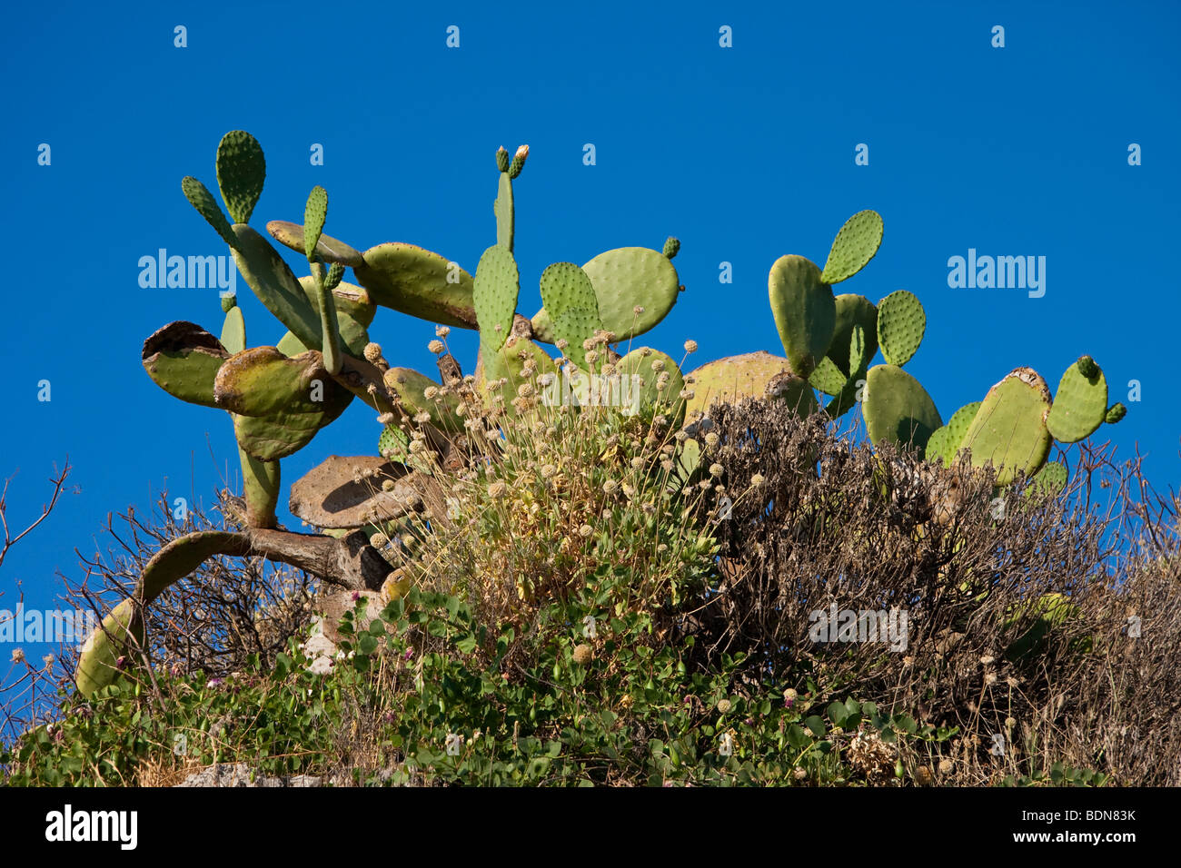 Cactus et ciel bleu clair à la plage de Mazzarò Taormina Cicily en Italie Banque D'Images