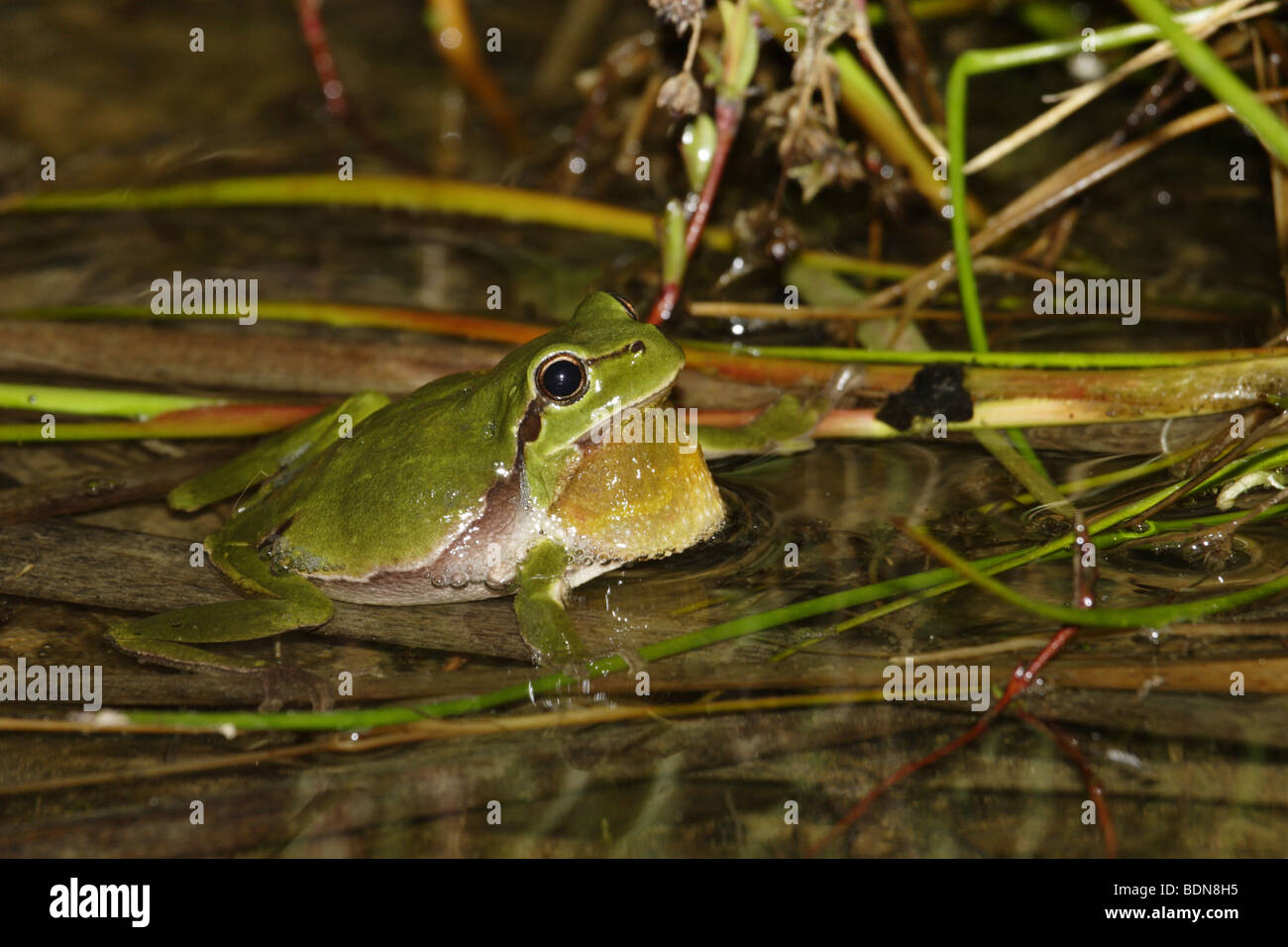Europäischer Laubfrosch (Hyla arborea) european tree frog Banque D'Images
