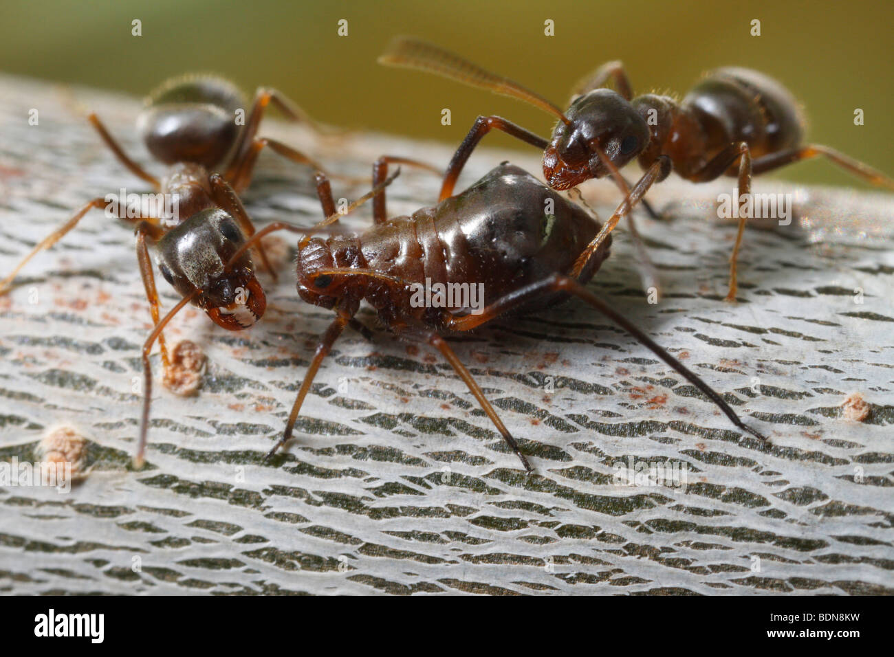 Deux fourmis jardin noir (Lasius niger) un puceron de traite (probablement Lachnus spec.) sur un rameau de chêne. Banque D'Images