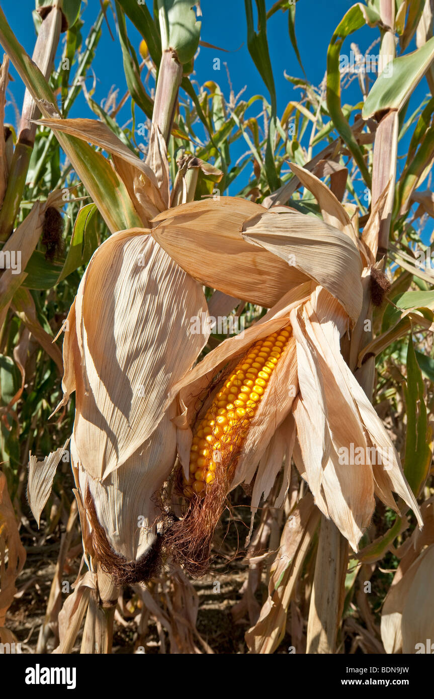 Le maïs de maturation / Maïs doux - Indre-et-Loire, France. Banque D'Images