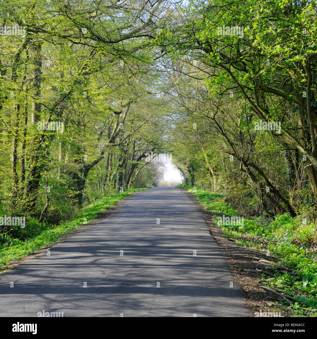 Longue ligne droite étroite ruelle de campagne tunnel vert printemps de branches d'arbre au-dessus et soleil jetant des ombres sur la route tarmac Essex Angleterre Royaume-Uni Banque D'Images