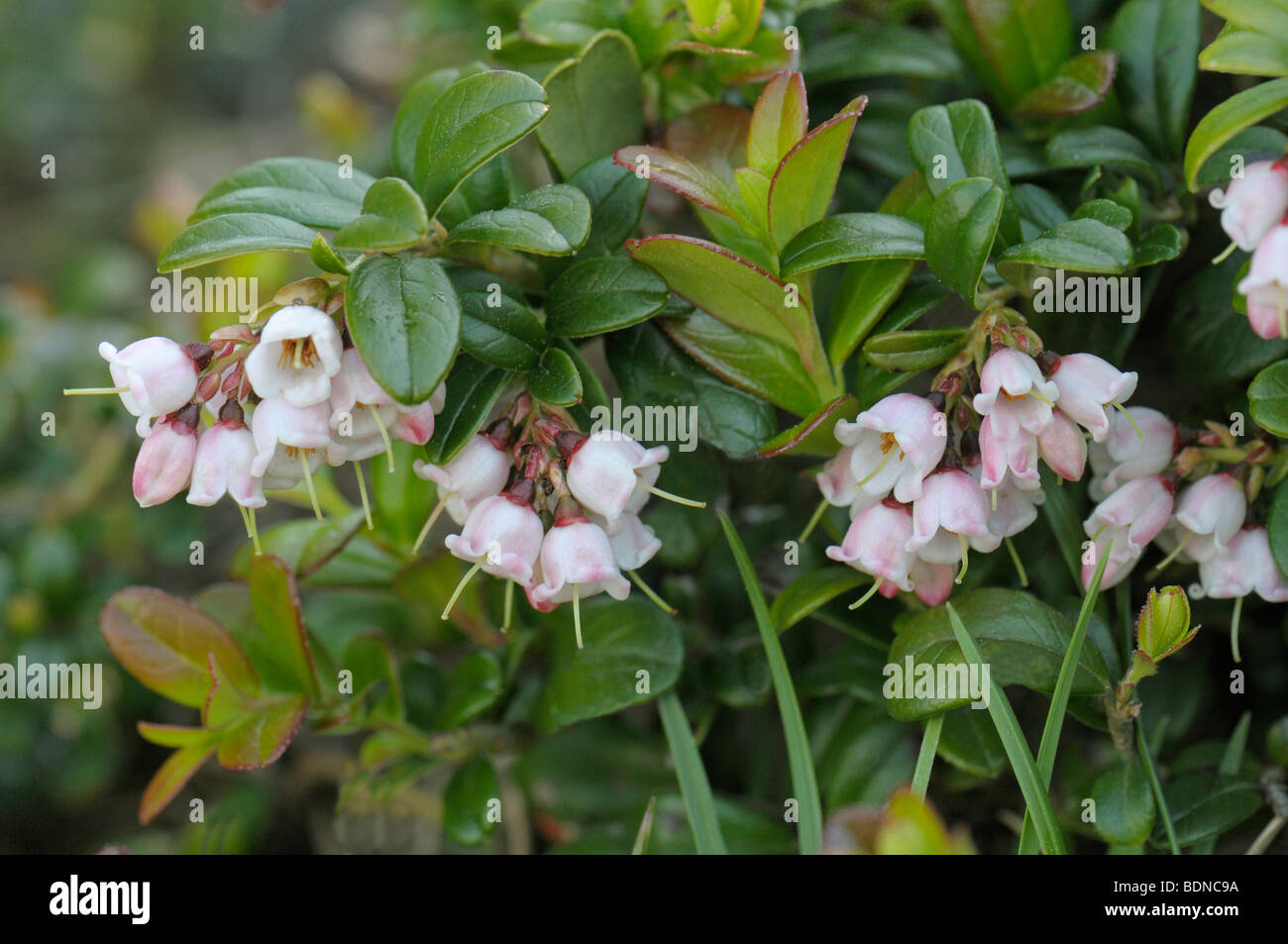 Airelle rouge, Foxberry, Bog canneberge (Vaccinium vitis-idaea), plante à fleurs. Banque D'Images