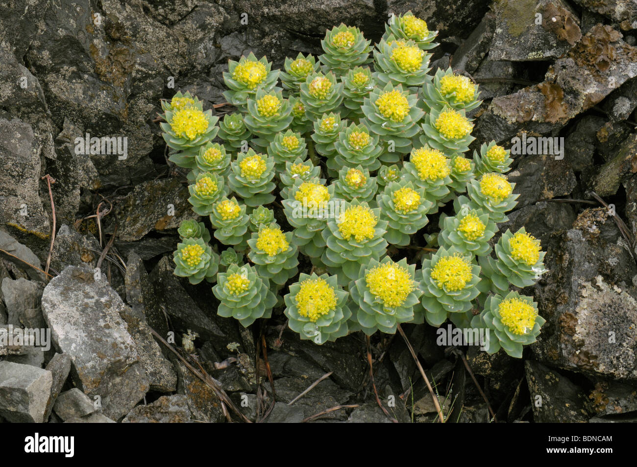 Racine d'or (rhodiole Rhodiola rosea), plante à fleurs. Banque D'Images